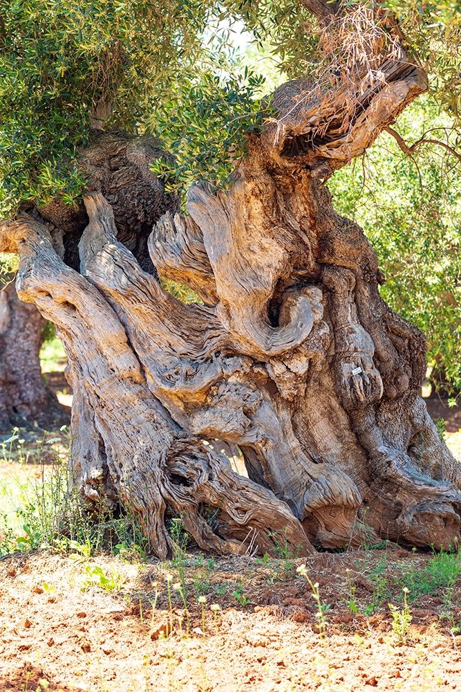 Italy-Apulia-Province of Brindisi-Ostuni Huge ancient olive tree art print by Emily Wilson for $57.95 CAD