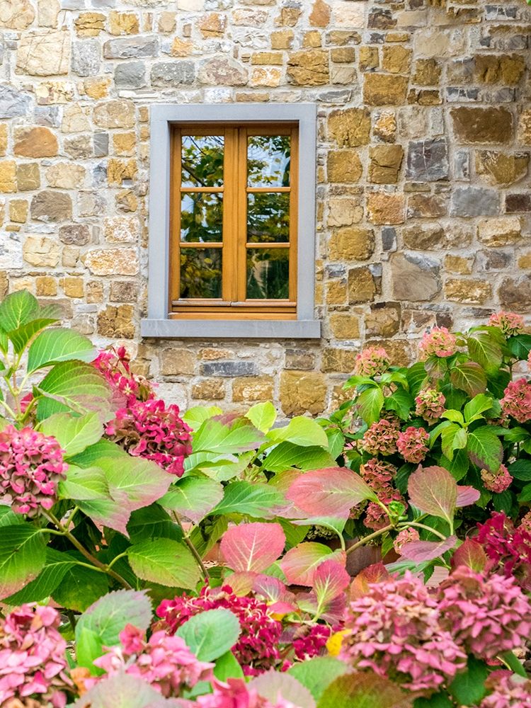 Italy-Chianti Hydrangea bush against a stone building in a vineyard art print by Julie Eggers for $57.95 CAD