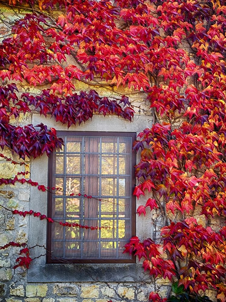 Italy-Chianti Colorful ivy surrounding the window of a stone Tuscan home in the autumn art print by Julie Eggers for $57.95 CAD
