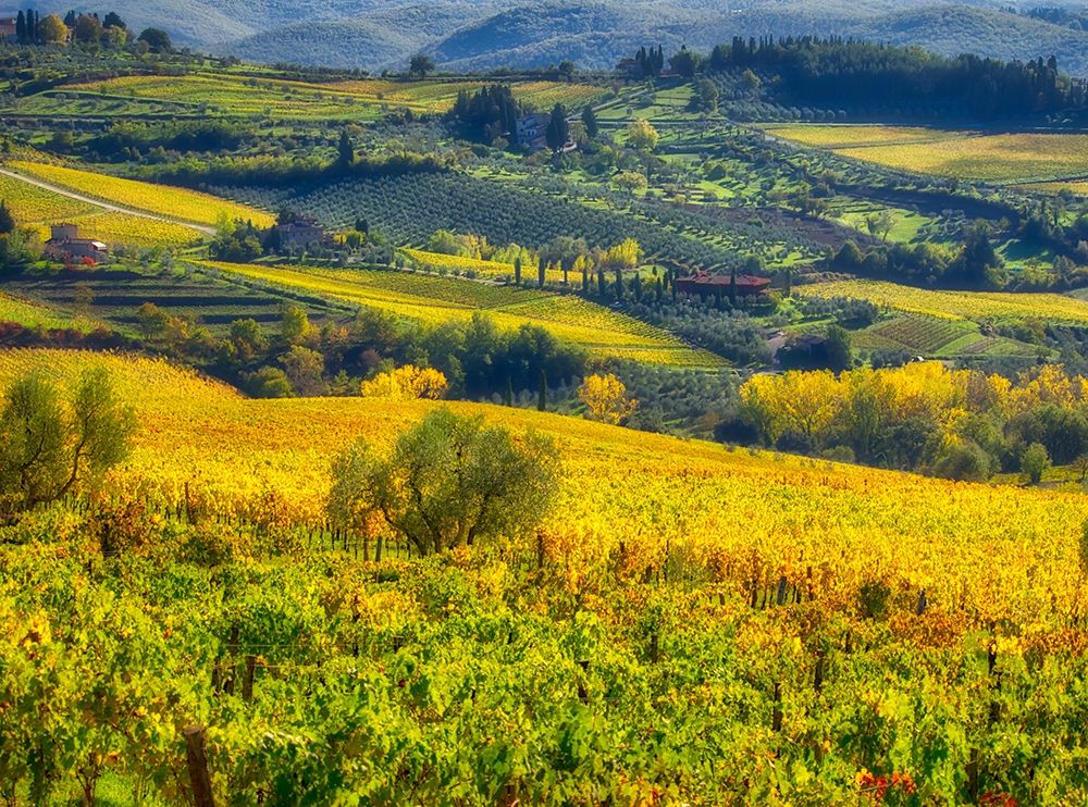 Italy-Chianti Vineyard in autumn in the Chianti region of Tuscany art print by Julie Eggers for $57.95 CAD