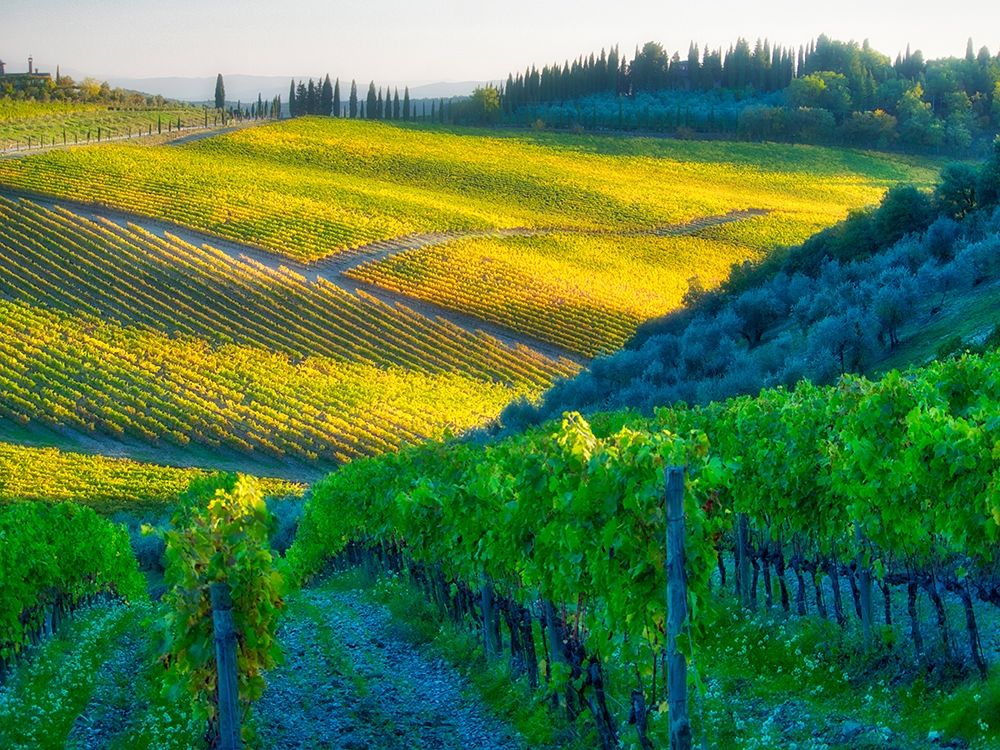 Italy-Chianti Vineyard in autumn in the Chianti region of Tuscany art print by Julie Eggers for $57.95 CAD