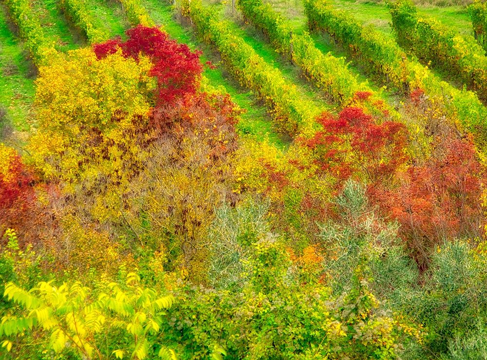 Italy-Chianti Fall colored trees in a vineyard art print by Julie Eggers for $57.95 CAD