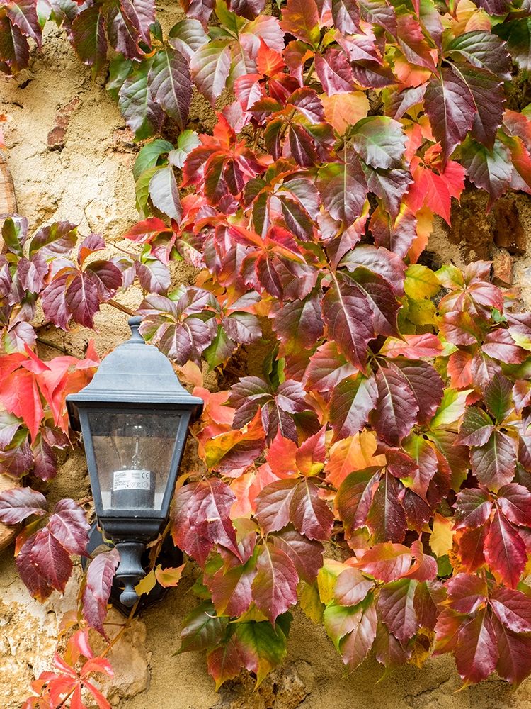 Italy-Chianti Climbing vine in fall colors and exterior lamp against a stone wall art print by Julie Eggers for $57.95 CAD