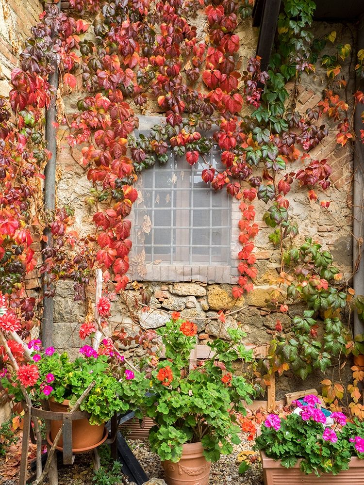 Italy-Chianti Potted pink geraniums and fall colored climbing vine on the exterior stone wall art print by Julie Eggers for $57.95 CAD