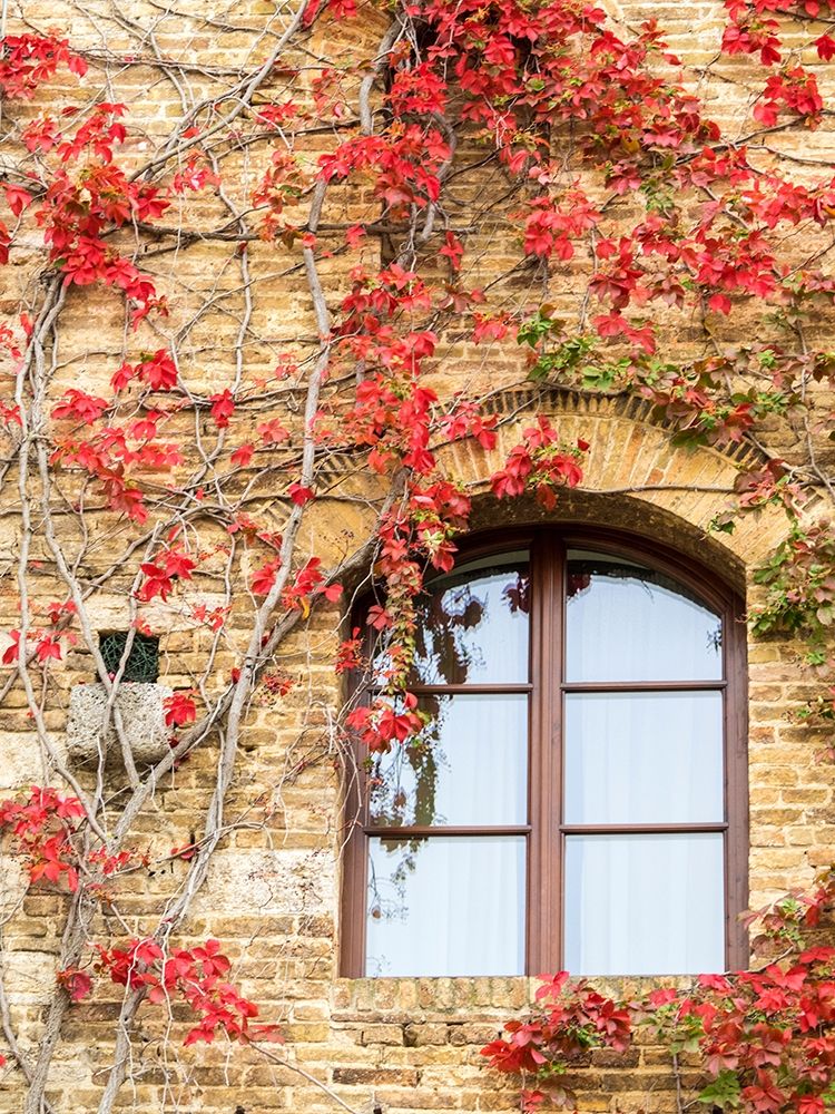 Italy-Chianti Red climbing ivy vine on a stone wall art print by Julie Eggers for $57.95 CAD