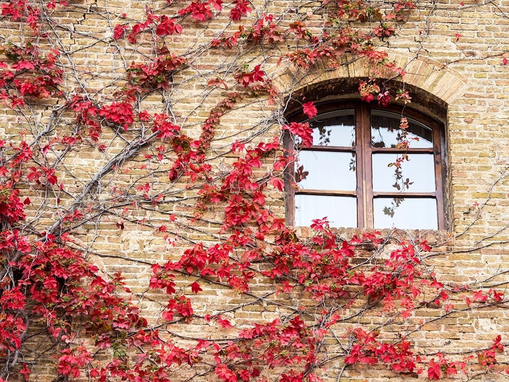 Italy-Chianti Red climbing ivy vine on a stone wall art print by Julie Eggers for $57.95 CAD
