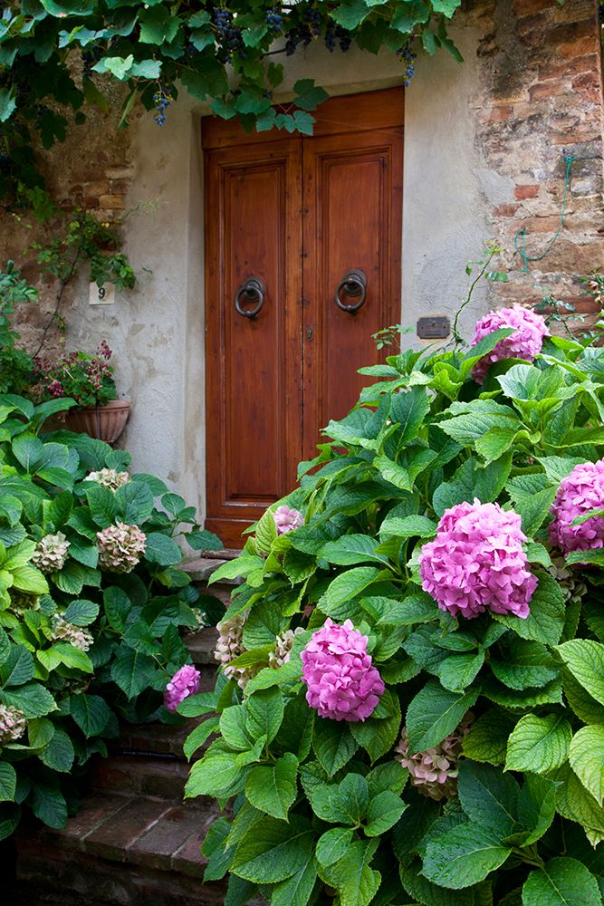 Italy-Tuscany-Pienza Hydrangeas at the entrance of a home in the streets of Pienza art print by Julie Eggers for $57.95 CAD