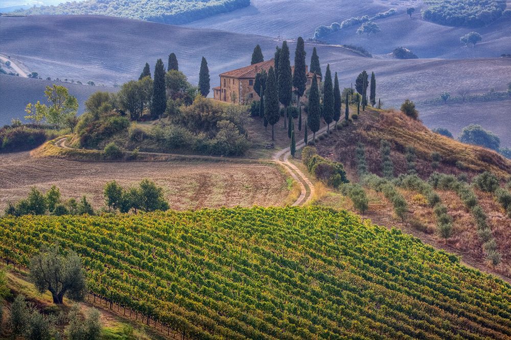 Italy-Tuscany Belvedere House-Olive trees-and vineyards near San Quirico dOrcia art print by Julie Eggers for $57.95 CAD