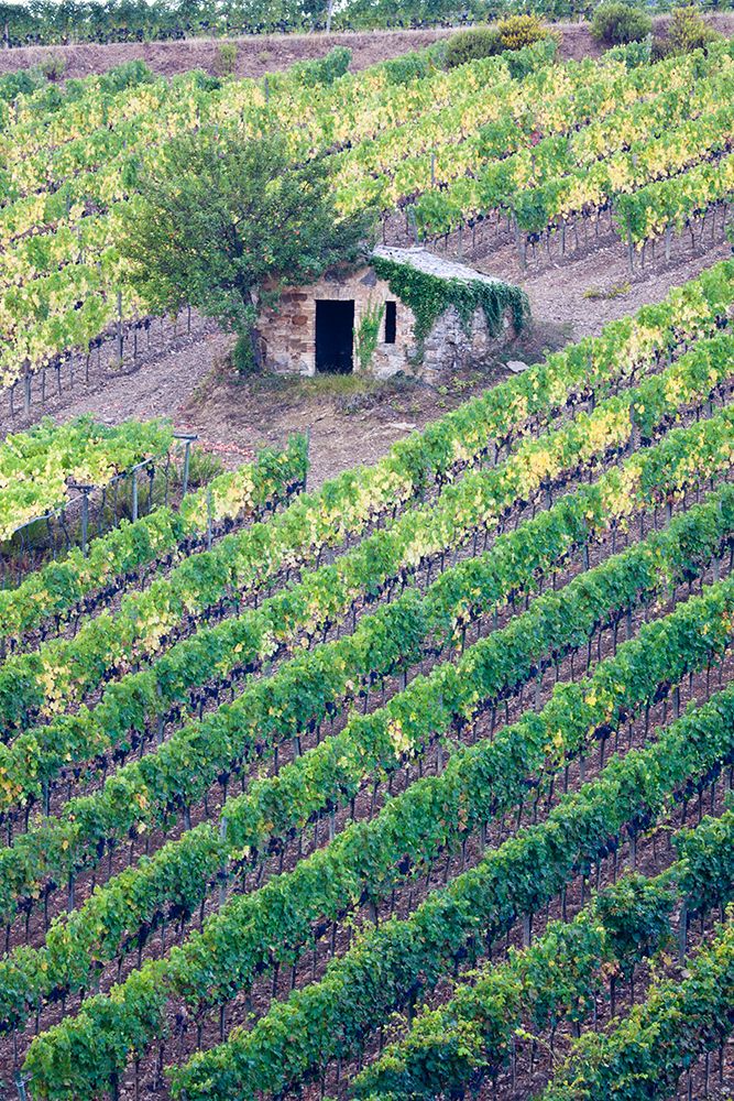 Italy-Tuscany Vineyard with grapes on the vine and small shed in the field art print by Julie Eggers for $57.95 CAD
