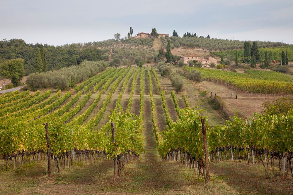 Italy-Tuscany Rows of grape vines in a vineyard in Tuscany art print by Julie Eggers for $57.95 CAD