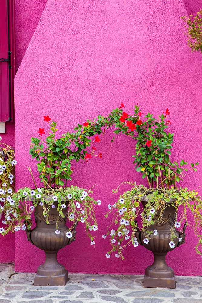 Italy-Venice-Burano Island Urns planted with flowers against a bright pink wall on Burano Island art print by Julie Eggers for $57.95 CAD