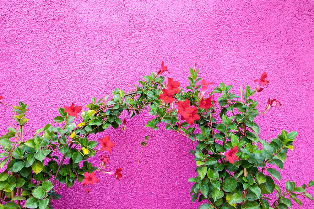 Italy-Venice-Burano Island Vining flowers against a bright pink wall on Burano Island art print by Julie Eggers for $57.95 CAD