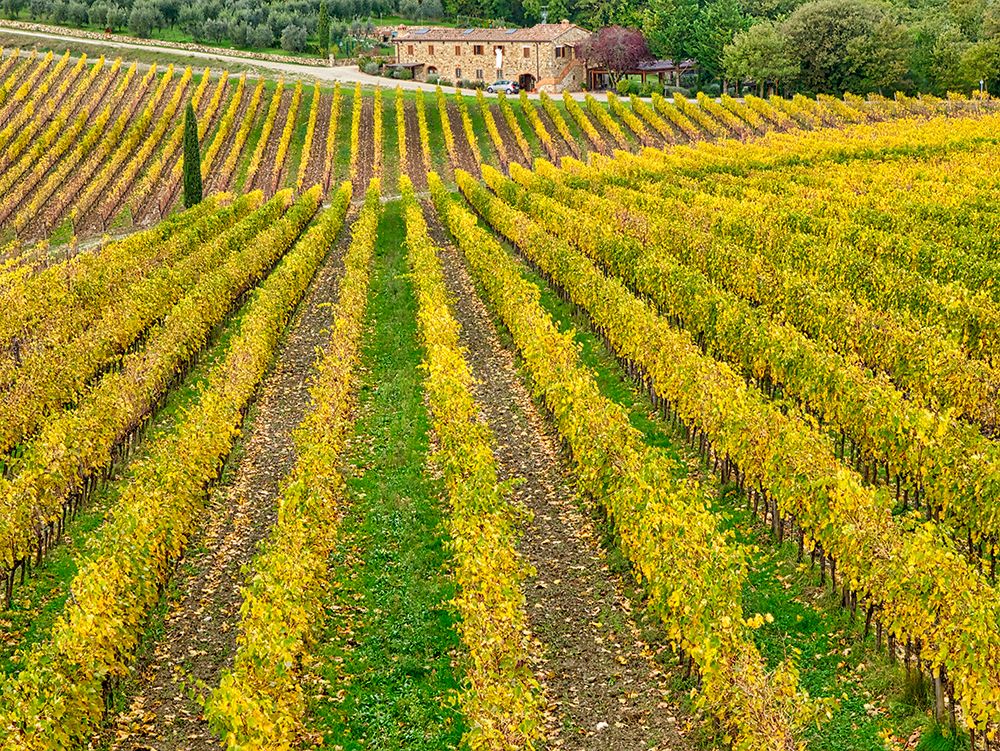 Italy-Tuscany Colorful vineyard in autumn art print by Julie Eggers for $57.95 CAD