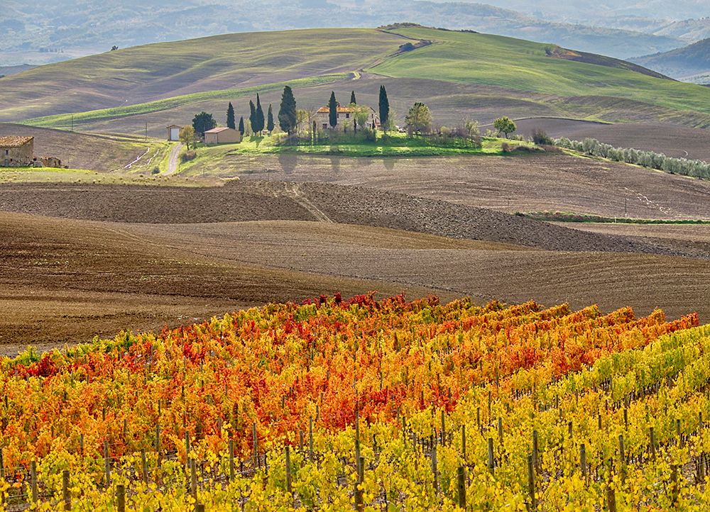 Italy-Tuscany Colorful vineyard in autumn art print by Julie Eggers for $57.95 CAD