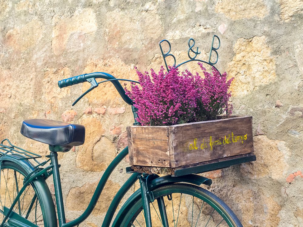 Italy-Tuscany-Monticchiello Bicycle with bright pink heather in the basket art print by Julie Eggers for $57.95 CAD