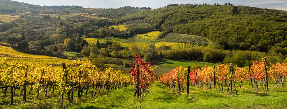 Italy-Tuscany Panoramic view of a colorful vineyard in the Tuscan landscape art print by Julie Eggers for $57.95 CAD