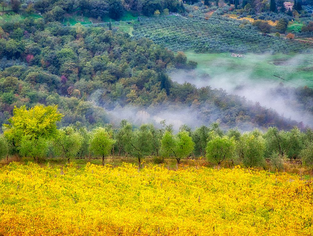 Italy-Tuscany Autumn morning with fog in the Tuscan valley art print by Julie Eggers for $57.95 CAD