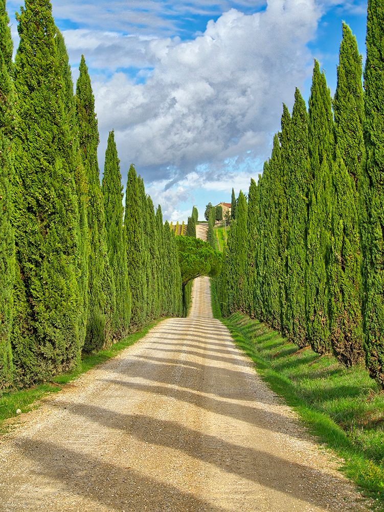 Italy-Tuscany Road lined with Italian cypress leading to a villa art print by Julie Eggers for $57.95 CAD