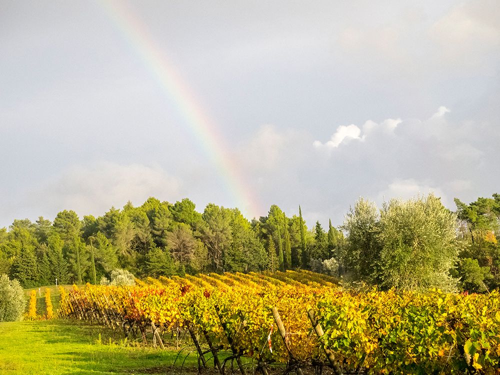 Italy-Tuscany Colorful vineyard and rainbow in autumn art print by Julie Eggers for $57.95 CAD