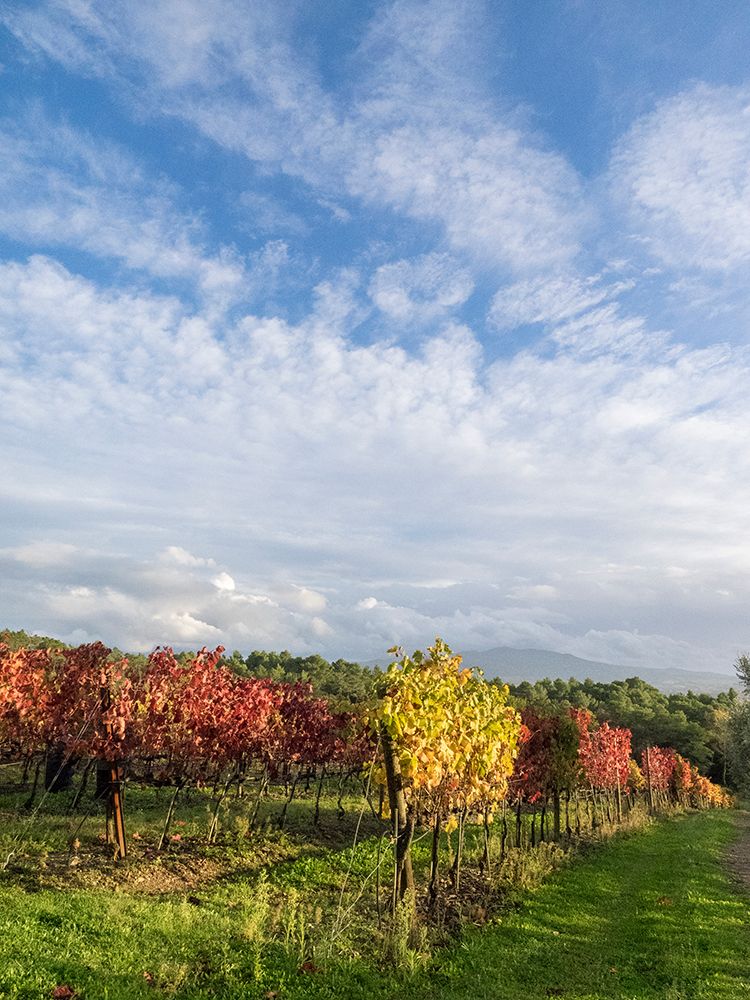 Italy-Tuscany Colorful vineyards in autumn with blue skies and clouds art print by Julie Eggers for $57.95 CAD