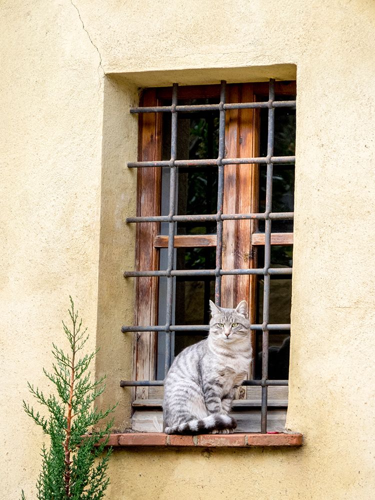 Italy-Tuscany-Pienza Cat sitting on a window ledge along the streets art print by Julie Eggers for $57.95 CAD