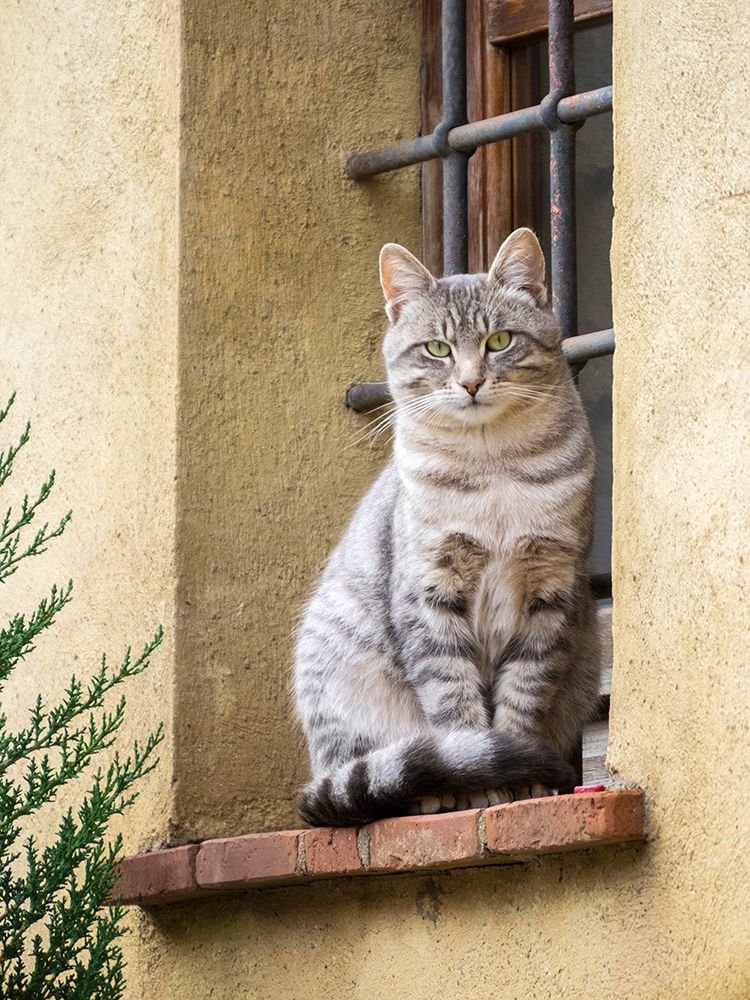 Italy-Tuscany-Pienza Cat sitting on a window ledge along the streets art print by Julie Eggers for $57.95 CAD