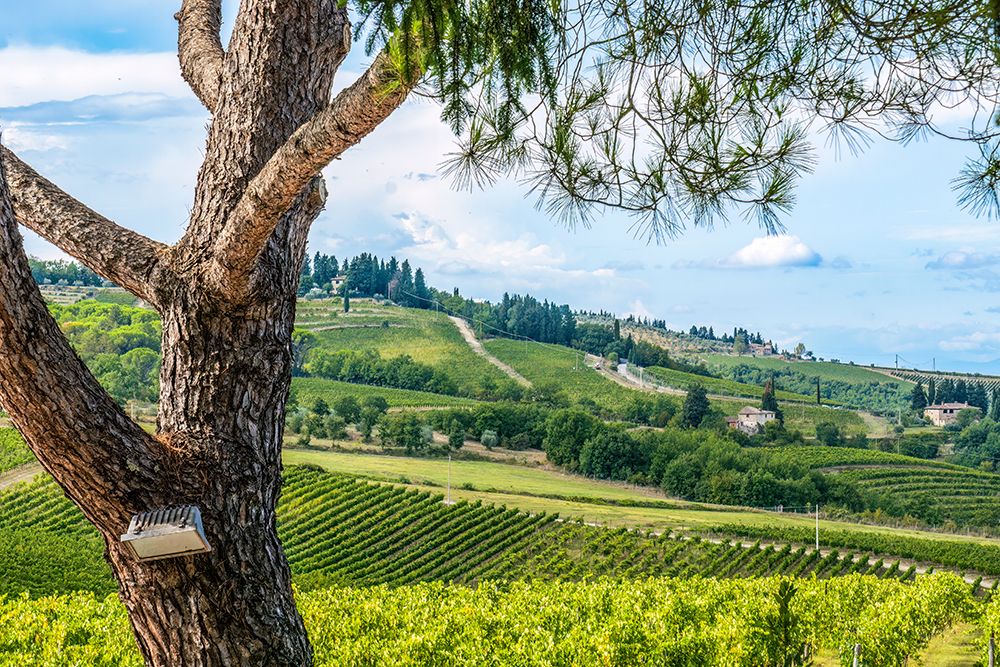 Greve in Chianti, Tuscany, Italy. Vineyards surrounding small town famous for Chianti wine. art print by Murray McCallum for $57.95 CAD