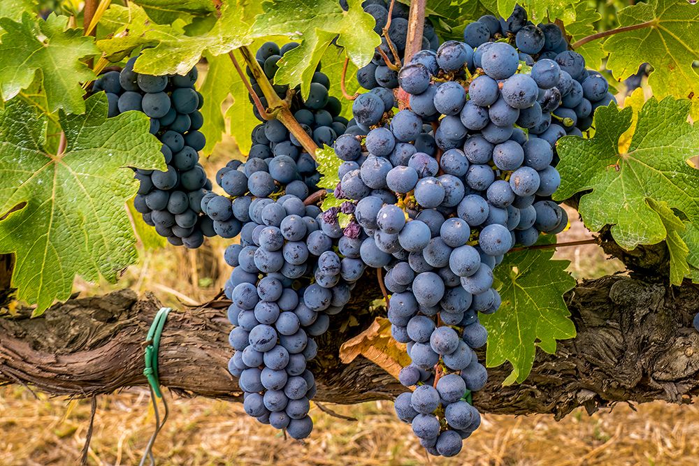 Greve in Chianti, Tuscany, Italy. Sangiovese grapes, main ingredient in Chianti wine. art print by Murray McCallum for $57.95 CAD