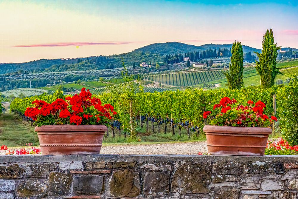 Greve in Chianti, Tuscany, Italy. a vineyard farm growing Sangiovese grapes. art print by Murray McCallum for $57.95 CAD