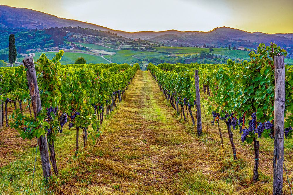 Greve in Chianti, Tuscany, Italy. sunrise between the rows of Sangiovese grapevines. art print by Murray McCallum for $57.95 CAD