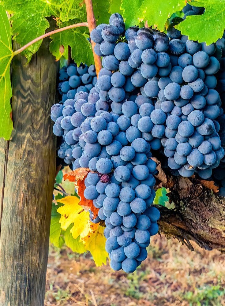 Greve in Chianti, Tuscany, Italy. Sangiovese grapes, main ingredient in Chianti wine. art print by Murray McCallum for $57.95 CAD