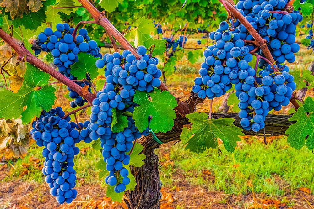 Greve in Chianti, Tuscany, Italy. Sangiovese grapes, main ingredient in Chianti wine. art print by Murray McCallum for $57.95 CAD