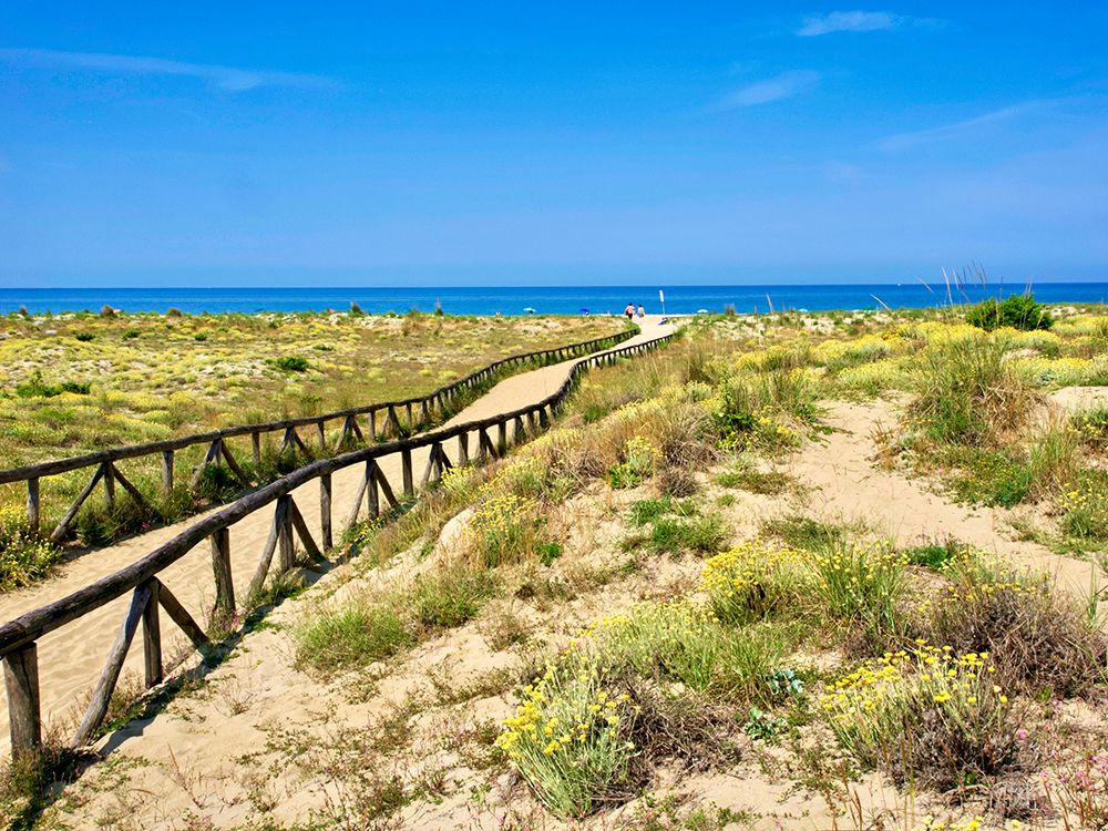 Italy, Tuscany, Versilia. Path from the parking lot to the beach. art print by Michele Molinari for $57.95 CAD