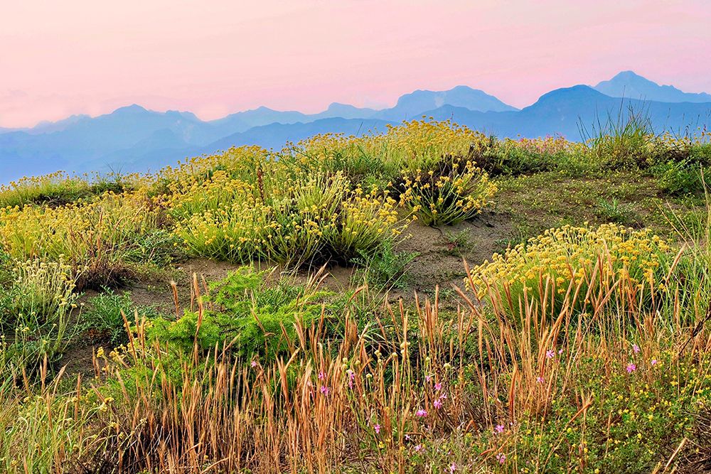 Italy, Tuscany, dunes at dusk during blooming season. Apuan Alps in the far background. art print by Michele Molinari for $57.95 CAD