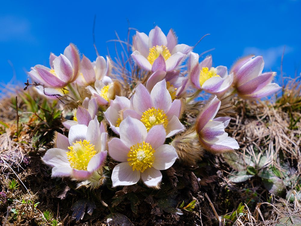 Spring pasqueflower, also called arctic violet,near Mt. Watles. Italy, South Tyrol, Alto Adige. art print by Martin Zwick for $57.95 CAD