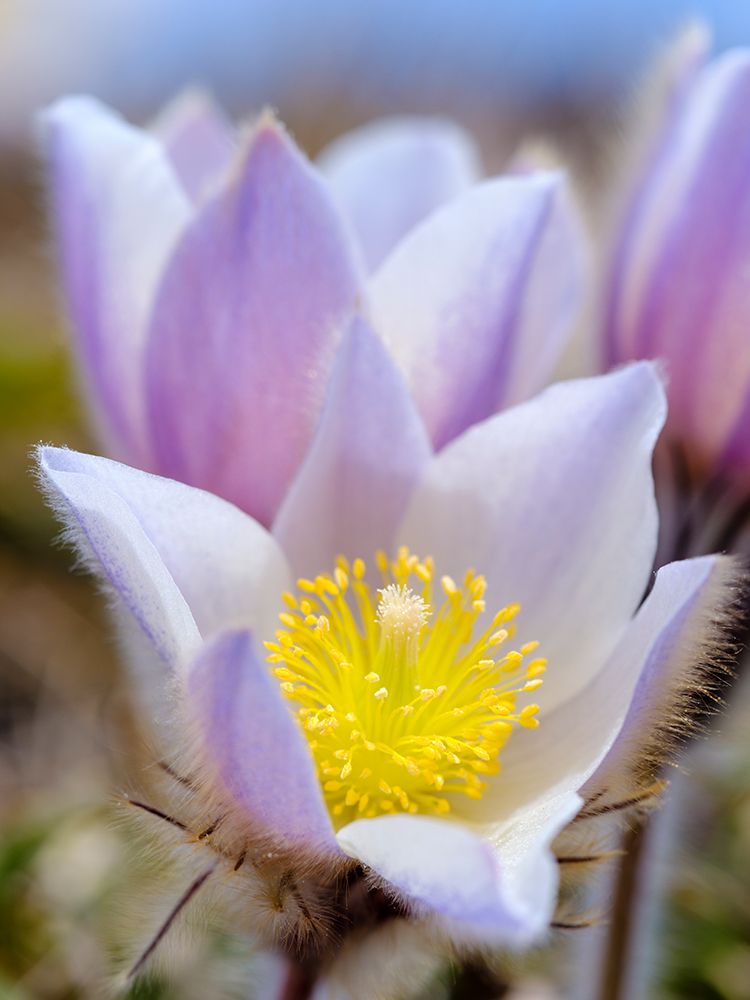 Spring pasqueflower, also called arctic violet,near Mt. Watles. Italy, South Tyrol, Alto Adige. art print by Martin Zwick for $57.95 CAD