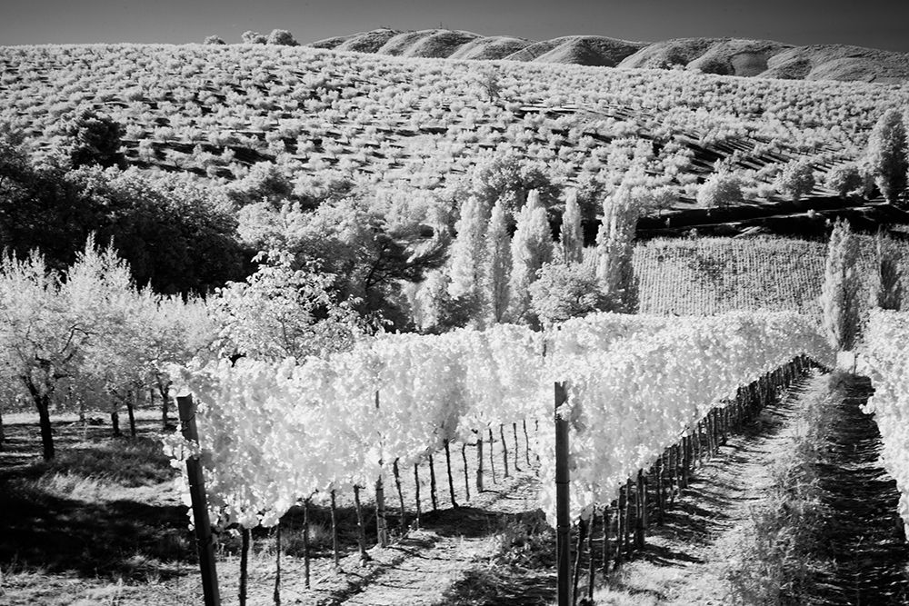 Italy Tuscany-Infrared image of vineyards in southern Tuscany art print by Terry Eggers for $57.95 CAD
