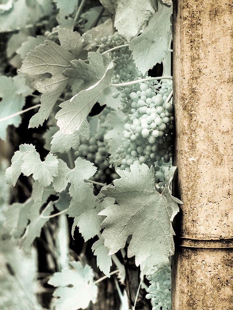 Italy, Pedemonte, Langhe, Perno. Infrared of vineyards. art print by Terry Eggers for $57.95 CAD