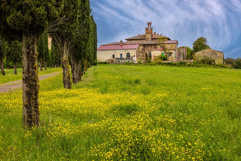Farmhouse with road lined by Cypress tree row. Yellow mustard field. Montalcino. Tuscany-Italy. art print by Tom Norring for $57.95 CAD