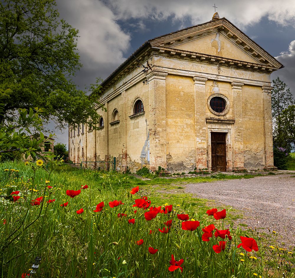 Ancient church ruin surrounded by bright reed poppies. Montalcino. Tuscany-Italy. art print by Tom Norring for $57.95 CAD