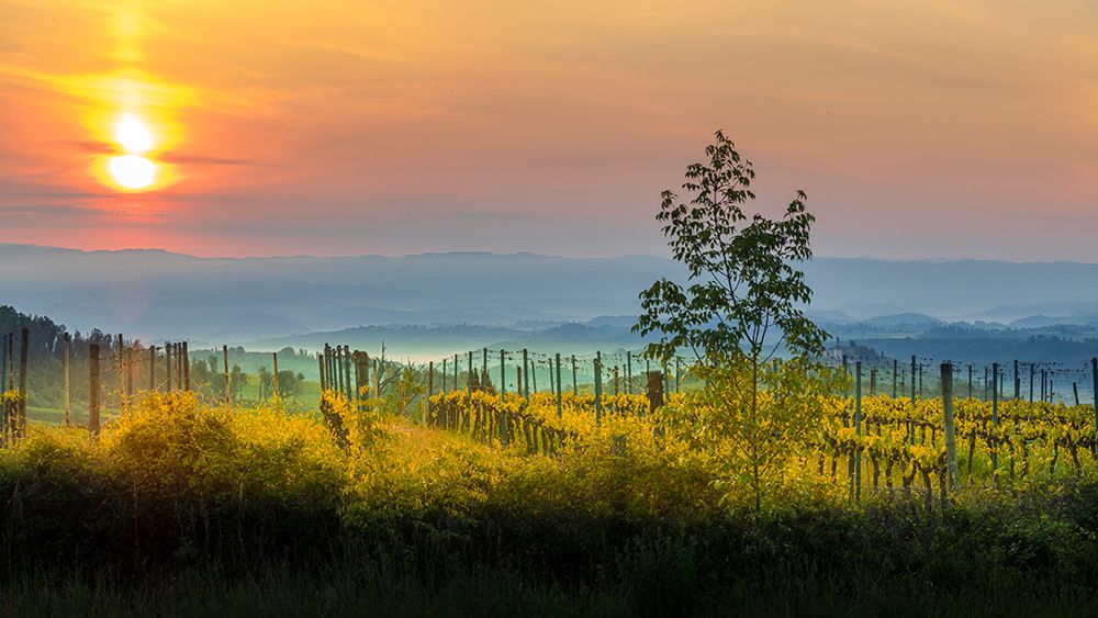 Sunrise over the vineyards of Tuscany. Tuscany-Italy. art print by Tom Norring for $57.95 CAD