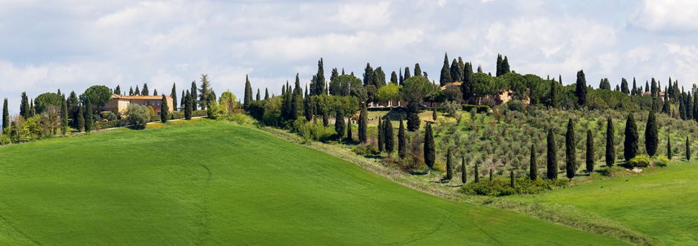 Tuscany landscape with farm-cypress and olive trees. Tuscany-Italy. art print by Tom Norring for $57.95 CAD