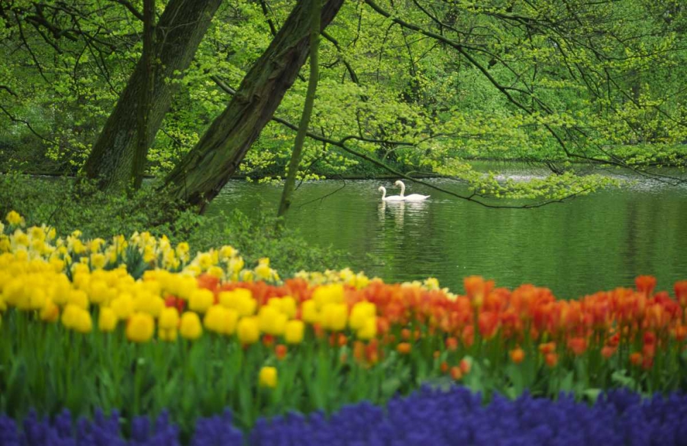 Netherlands, Lisse White swans on pond in spring art print by Steve Satushek for $57.95 CAD