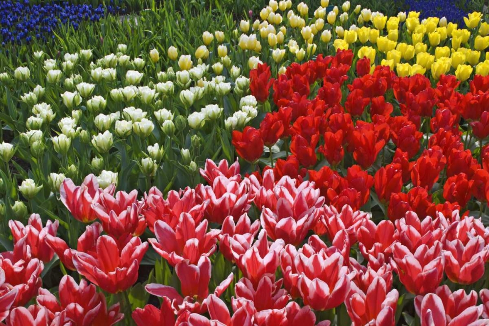 Netherlands, Lisse Tulips and other flowers art print by Dennis Flaherty for $57.95 CAD