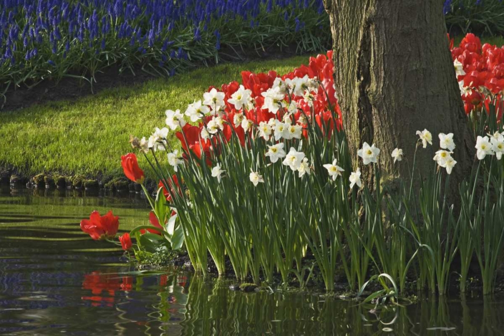 Netherlands, Lisse Flowers by ponds edge art print by Dennis Flaherty for $57.95 CAD