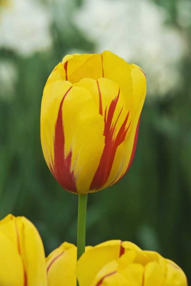 Netherlands, Lisse Tulip variety art print by Dennis Flaherty for $57.95 CAD