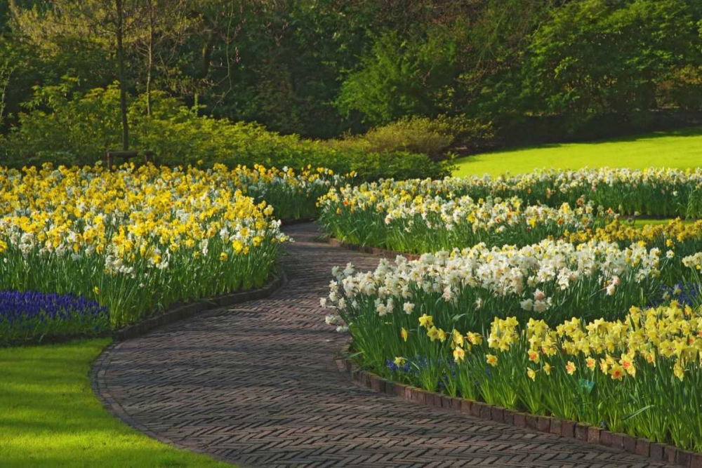 Netherlands, Lisse Path through daffodils art print by Dennis Flaherty for $57.95 CAD