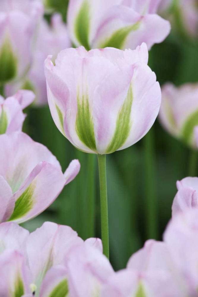Holland, Lisse, Close up of pink tulips art print by Dennis Flaherty for $57.95 CAD