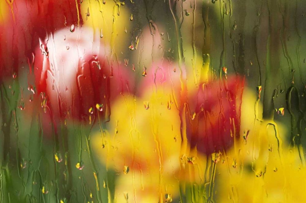 Europe, Netherlands Tulips through a wet window art print by Marie Bush for $57.95 CAD