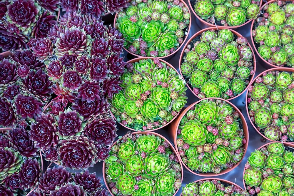Netherlands-Amsterdam Close-up of succulents  art print by Jaynes Gallery for $57.95 CAD